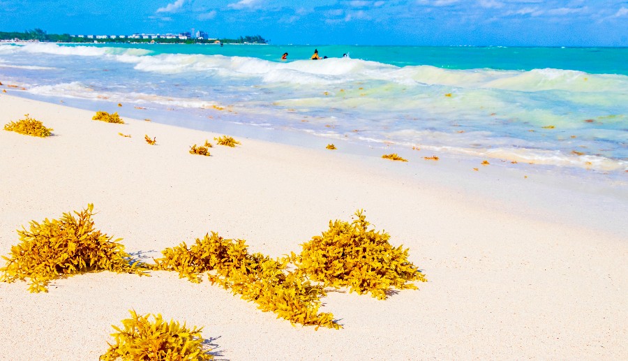 What to Do in Playa del Carmen When There’s Sargassum