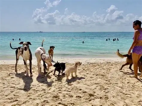 Pet-Friendly Spots in Playa del Carmen