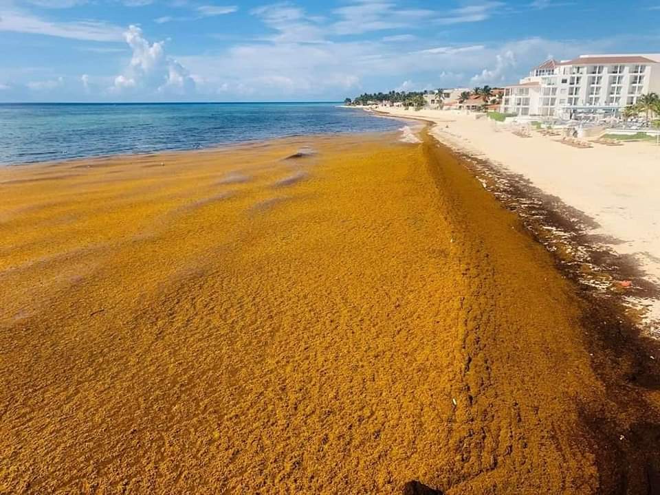 Playa del Carmen and Sargassum, What You Should Know Before Your Trip